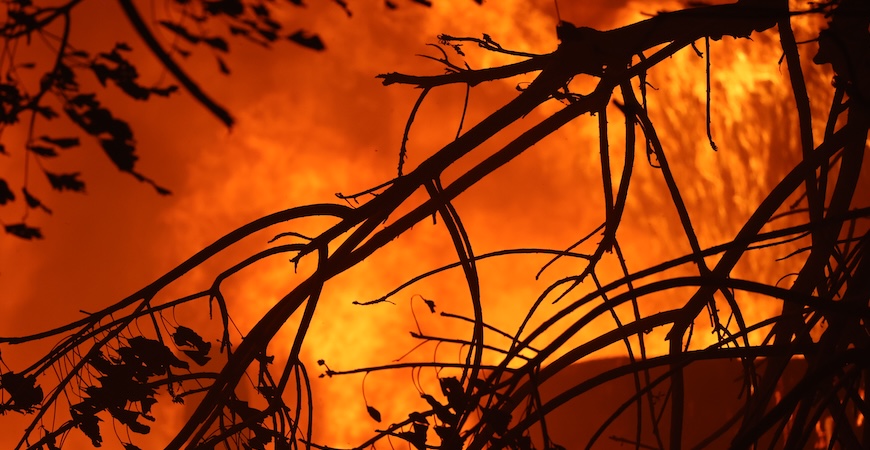 Image from the Palisades fire in Los Angeles depicts flames and trees.